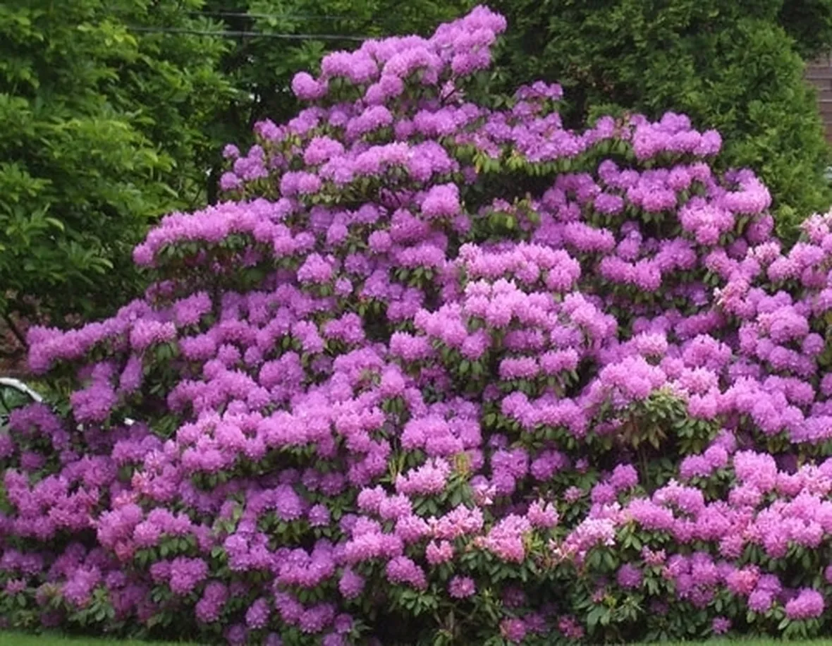 Domanda : rododendro