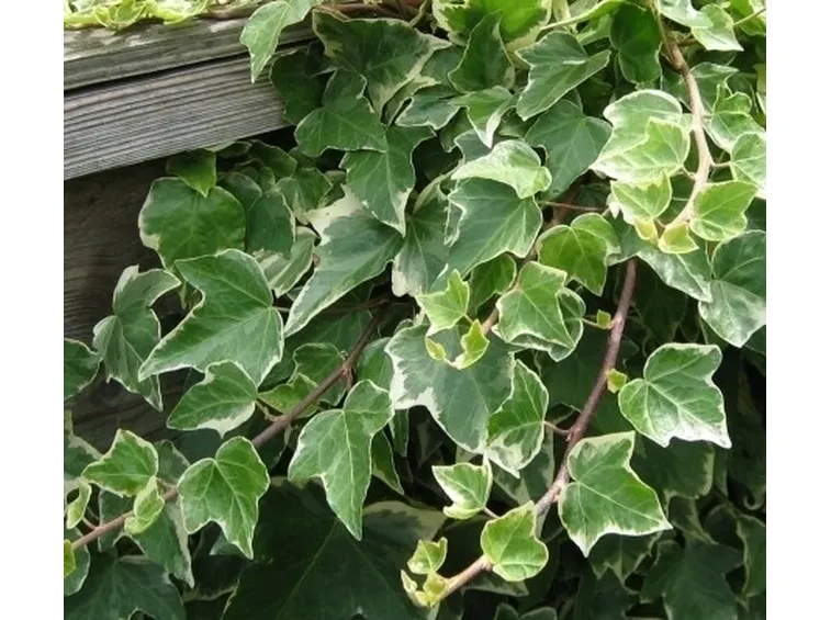 Edera