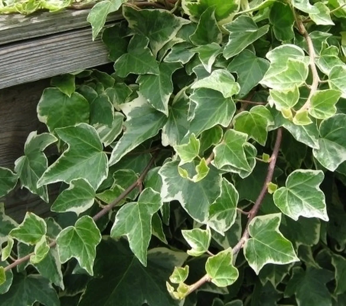 Edera