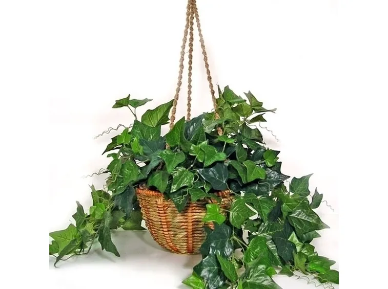 Edera