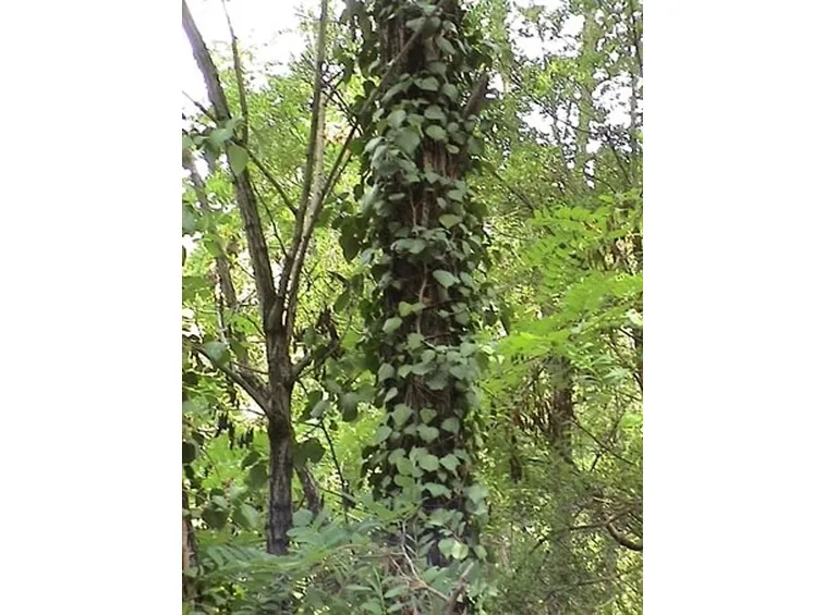edera