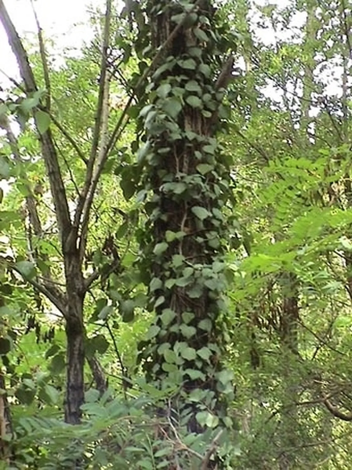 edera