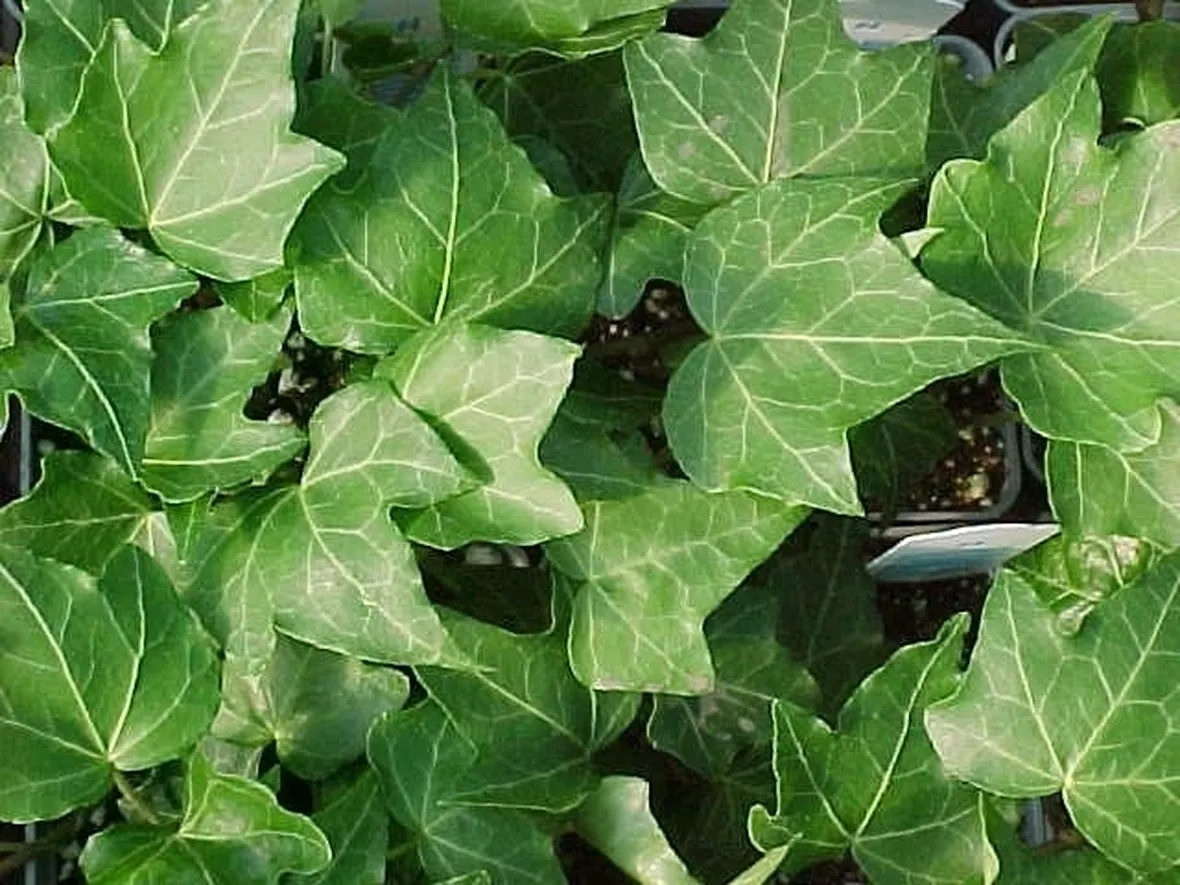Edera