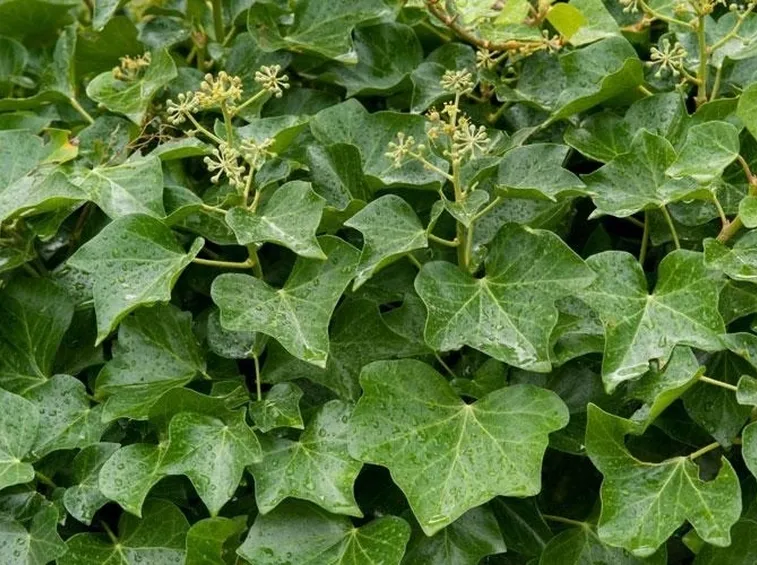 edera