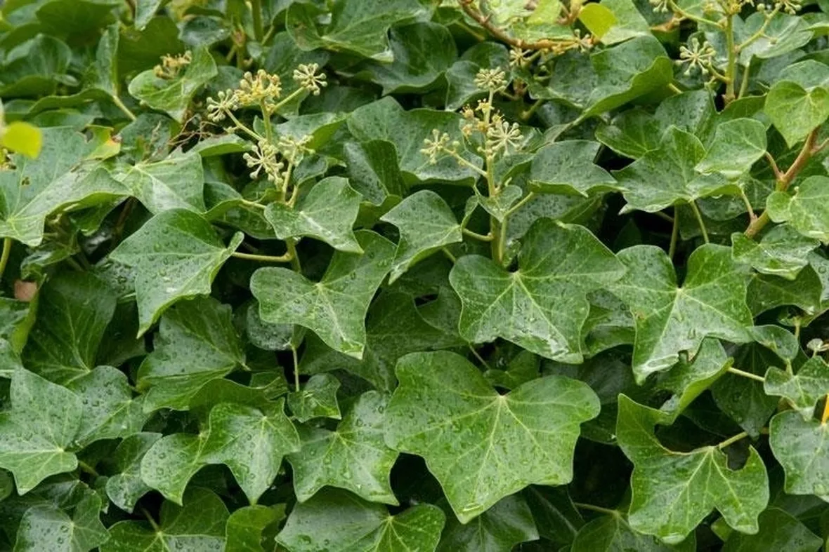 edera