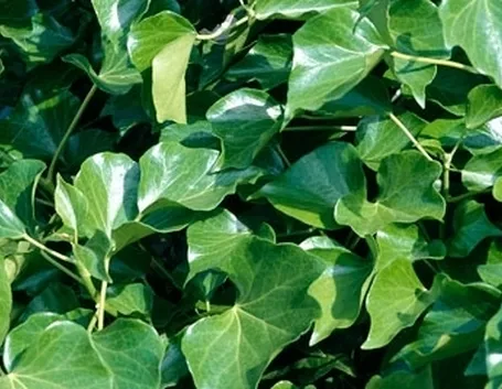Edera