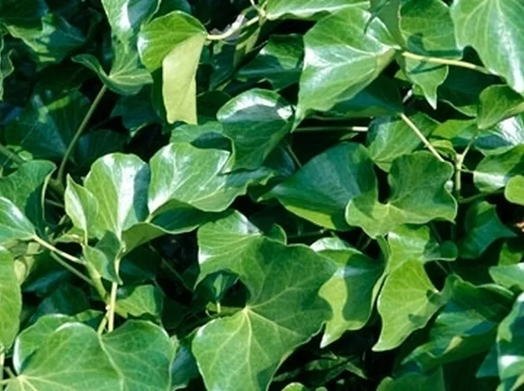 Edera