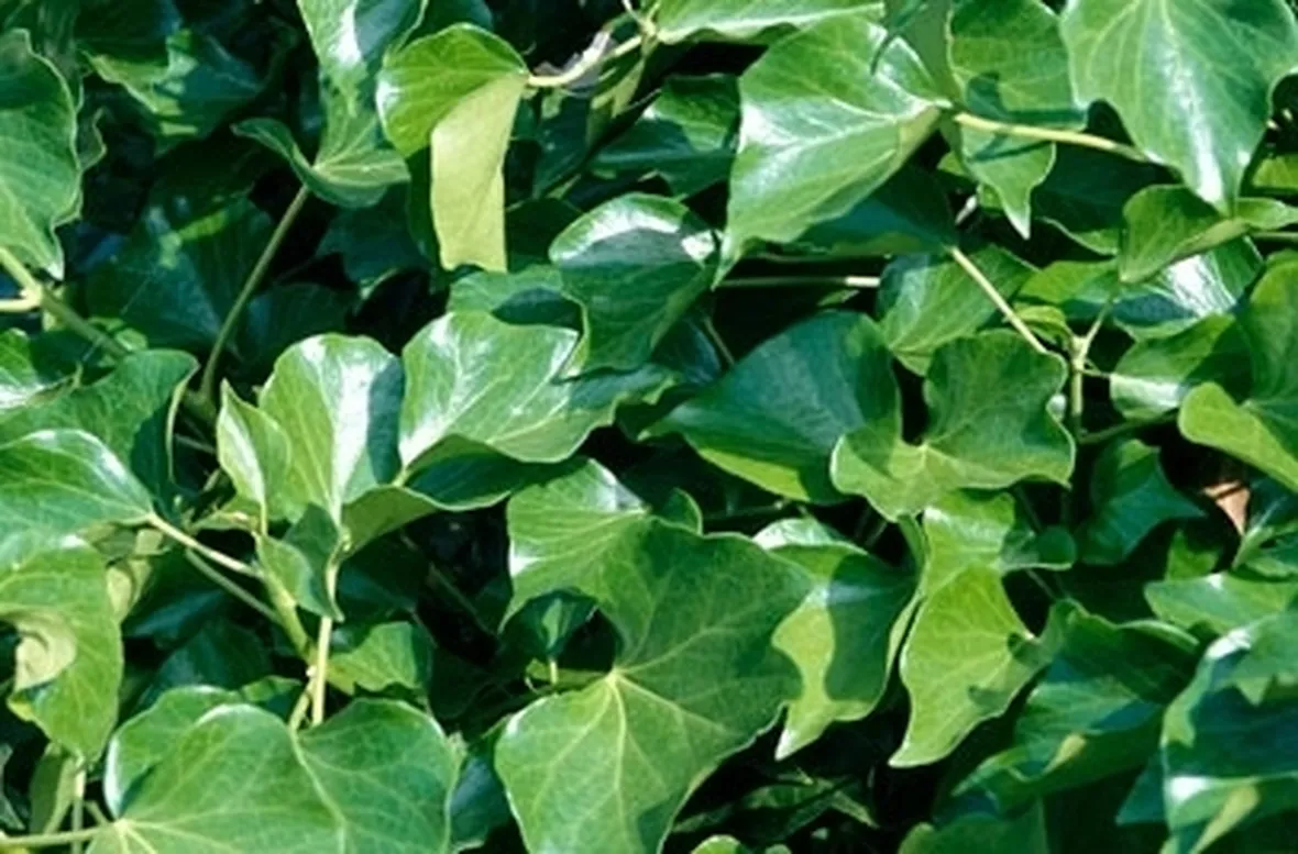 Edera
