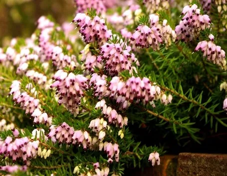 Erica carnea