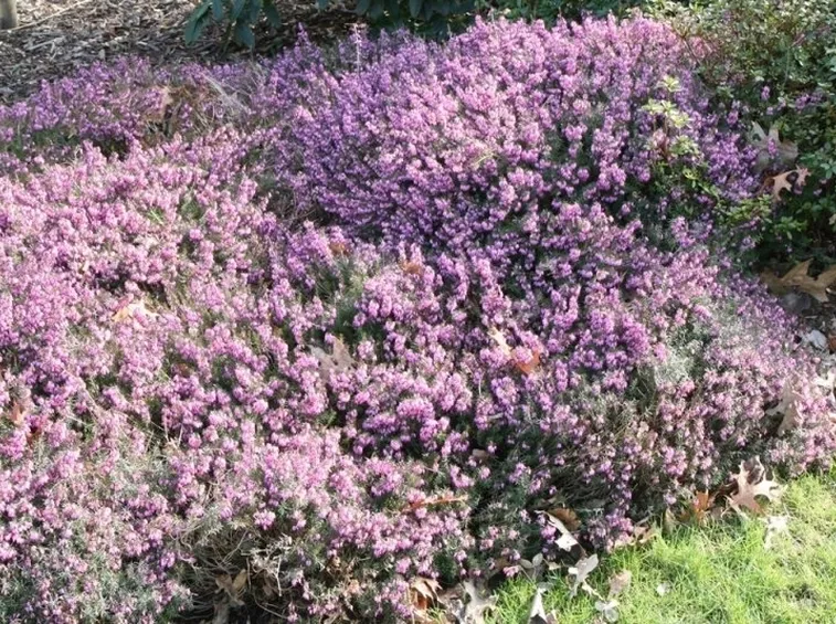 Erica ciliaris