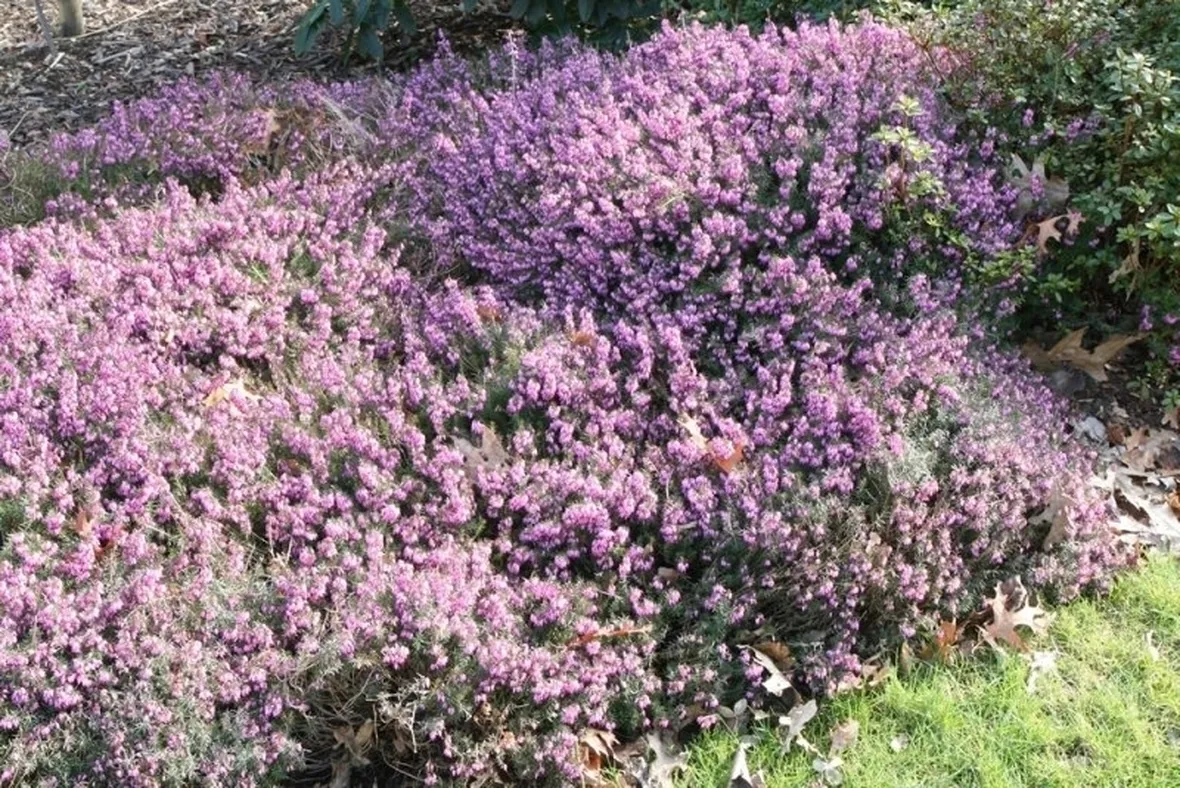 Erica ciliaris