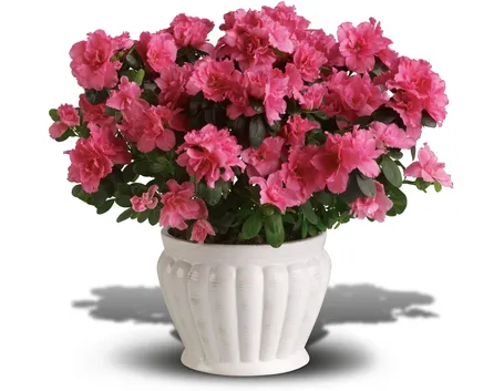 Esposizione azalea