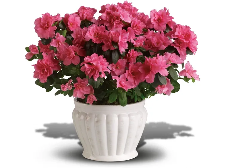 Esposizione azalea