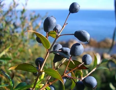 Esposizione e malattie mirto