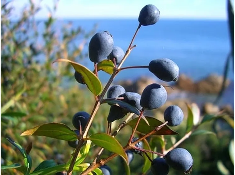 Esposizione e malattie mirto