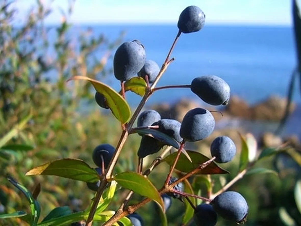 Esposizione e malattie mirto