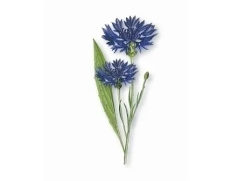 Fiordaliso-11