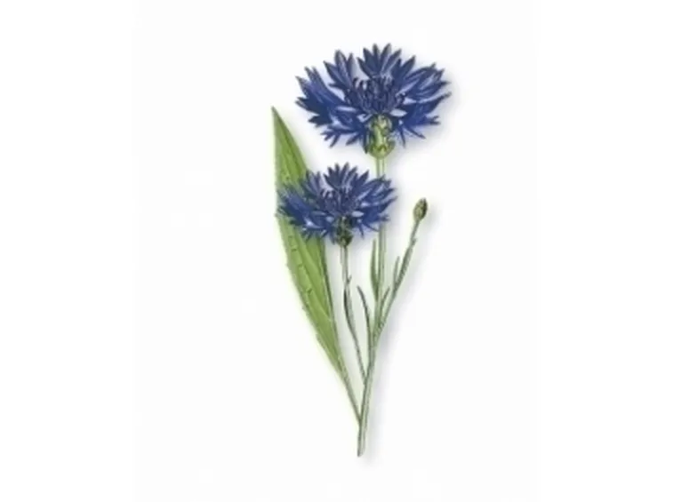 Fiordaliso-11