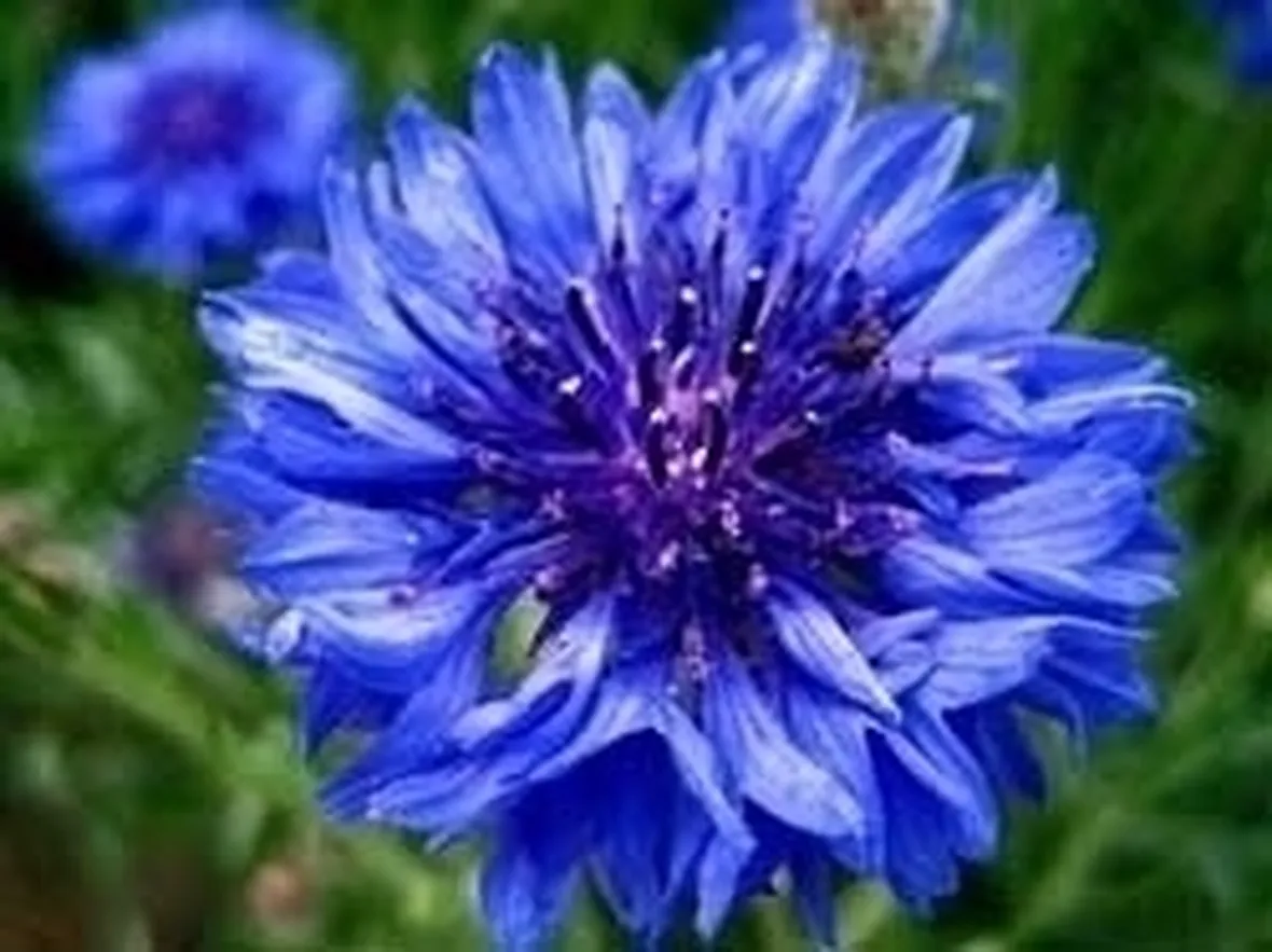 Fiordaliso-12