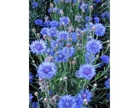 Fiordaliso-14