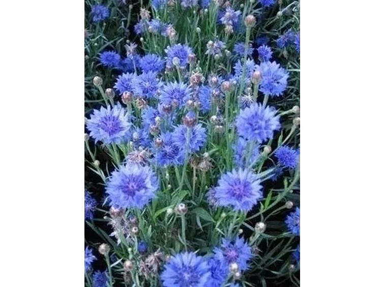 Fiordaliso-14