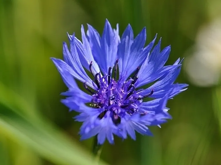 Fiordaliso-17