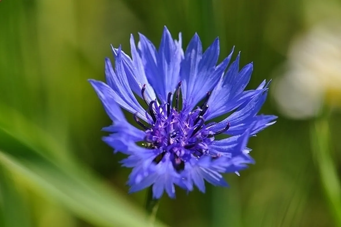 Fiordaliso-17