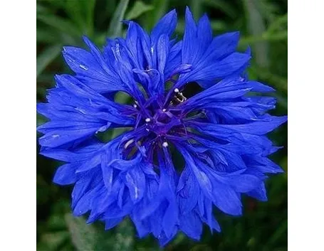 Fiordaliso-18