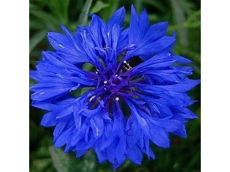 Fiordaliso-18