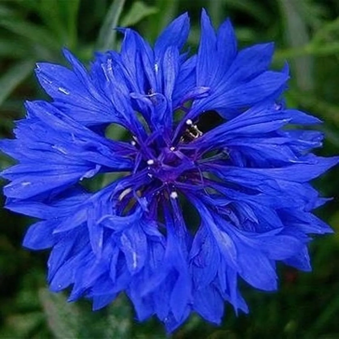 Fiordaliso-18