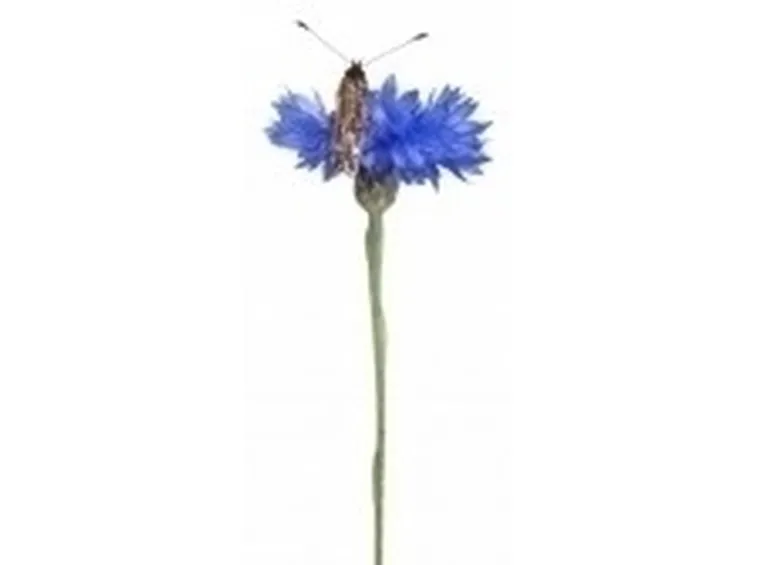 Fiordaliso-19