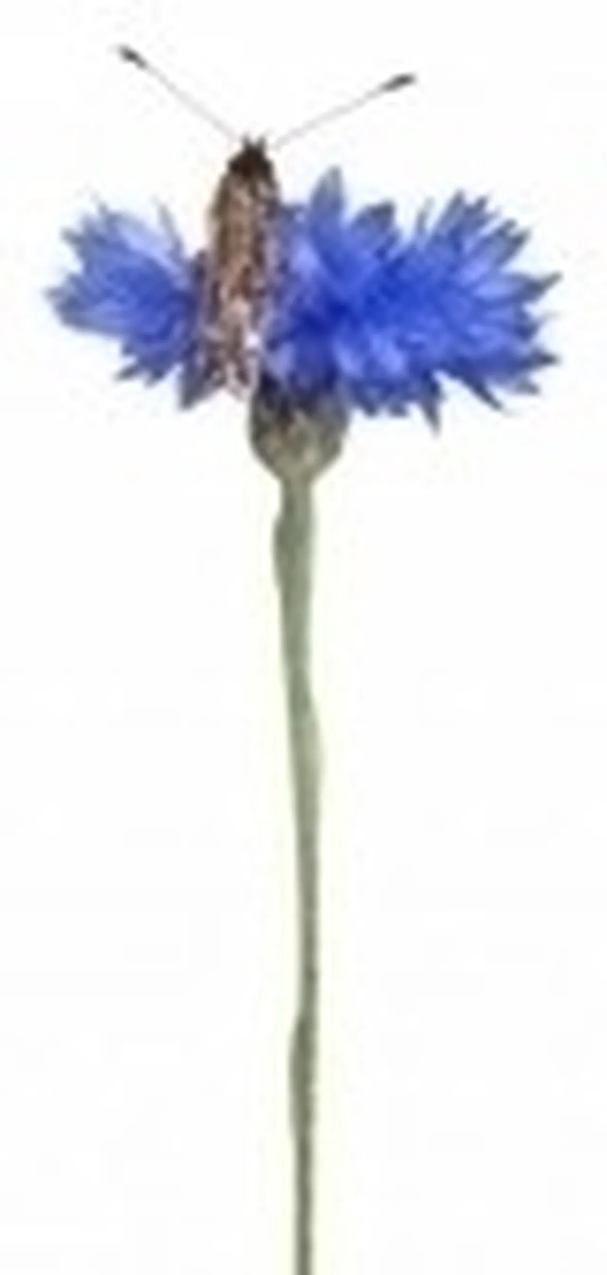 Fiordaliso-19