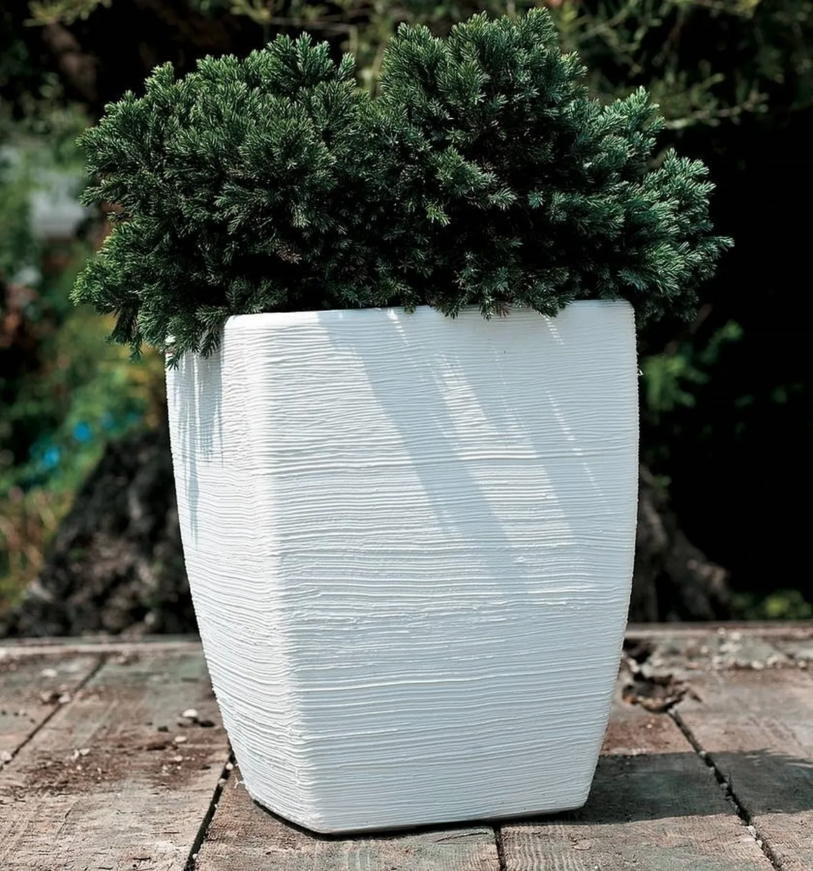 Fiordaliso-20