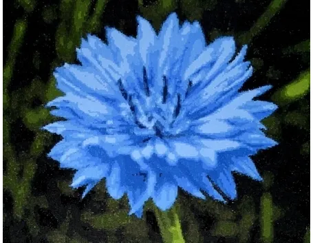 Fiordaliso-21