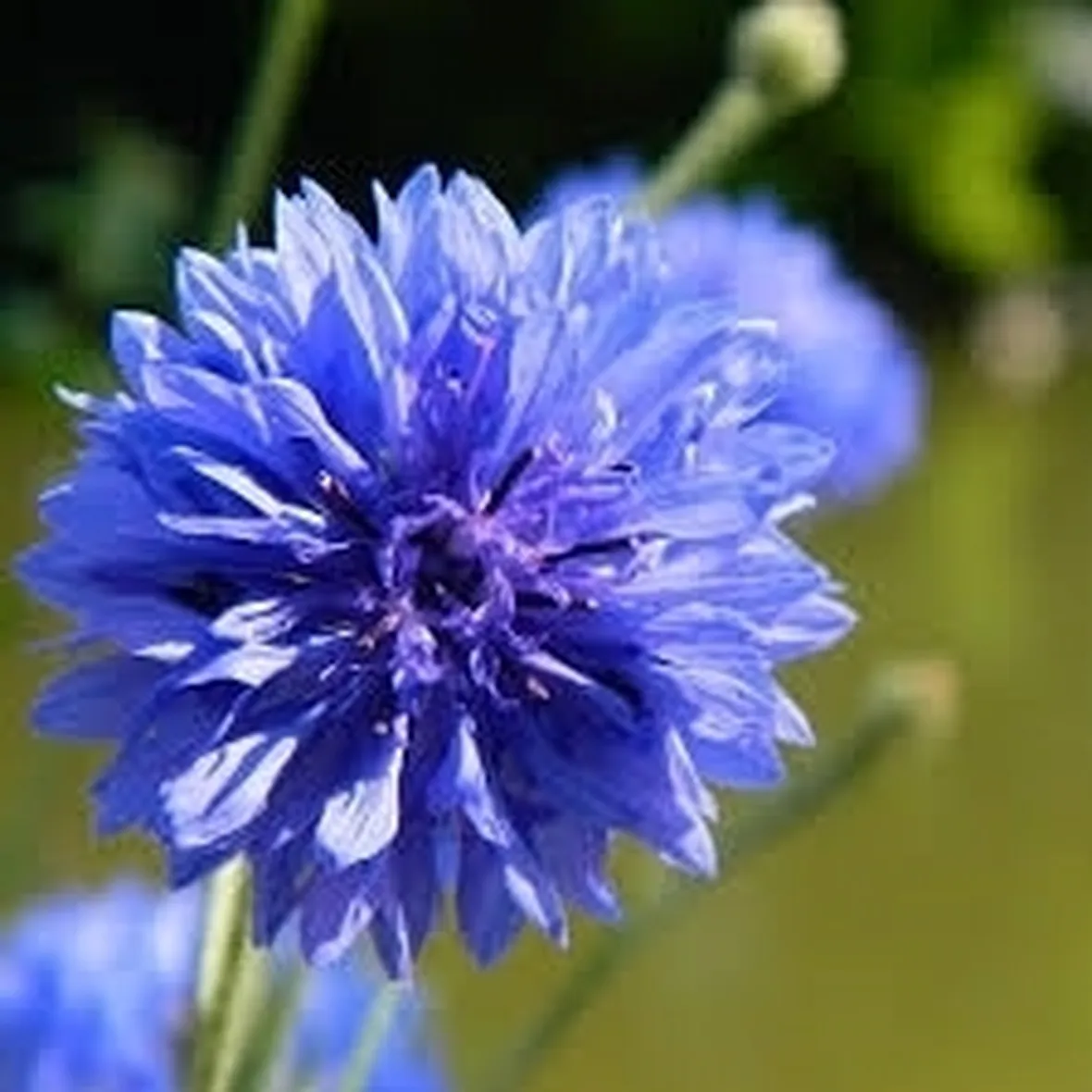 Fiordaliso-24