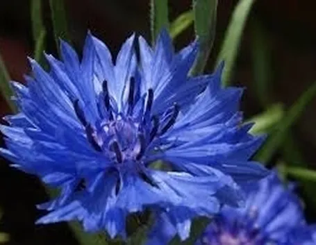Fiordaliso-28