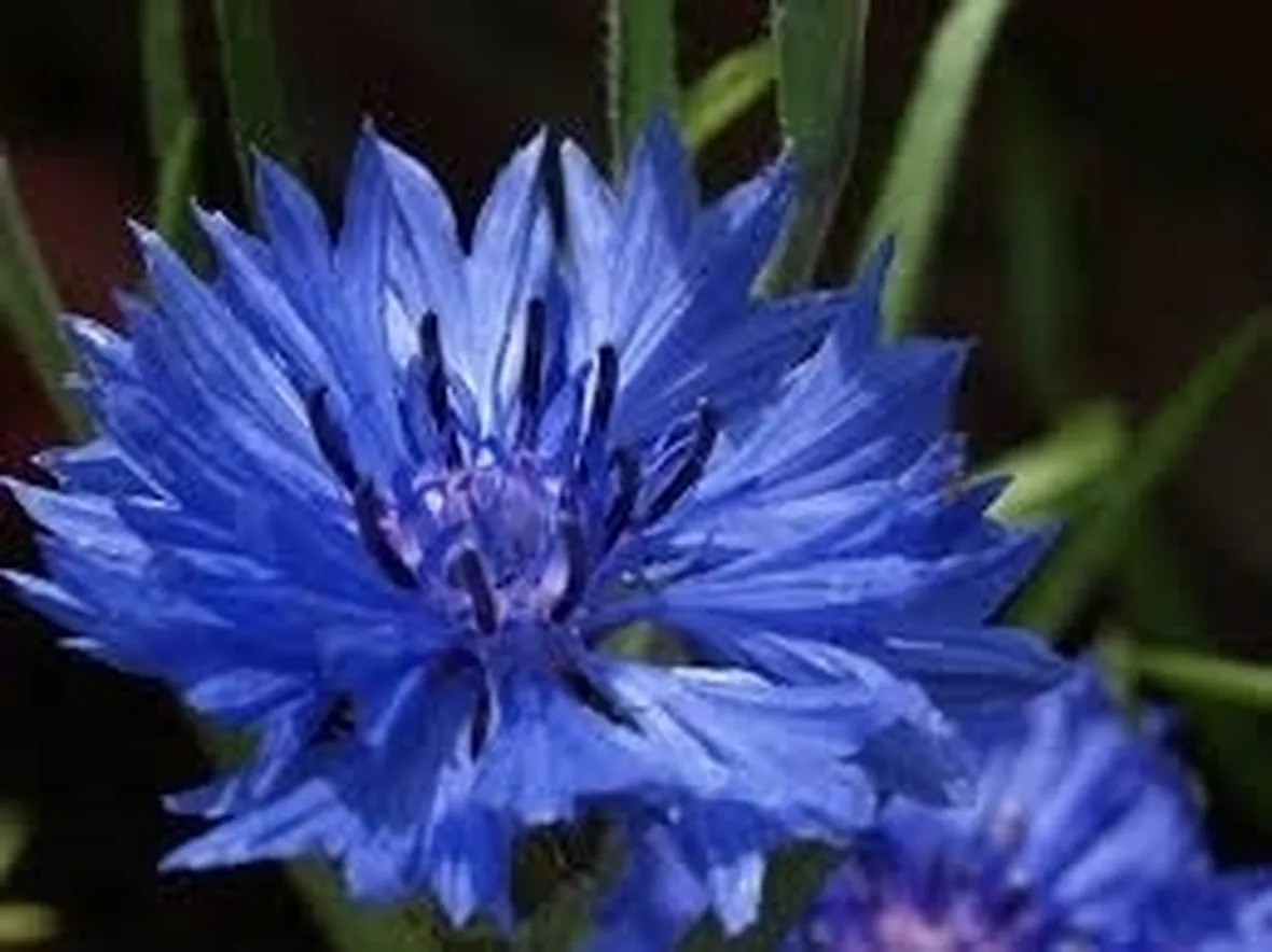 Fiordaliso-28