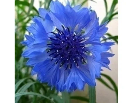 Fiordaliso