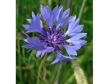 Fiordaliso