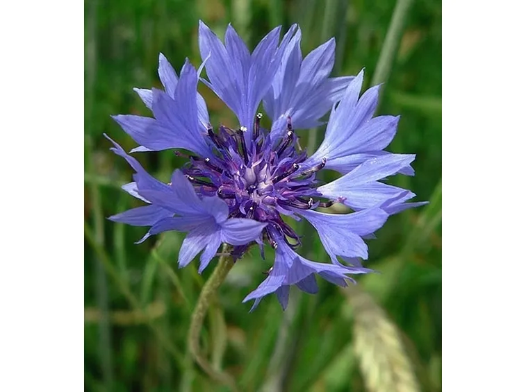 Fiordaliso