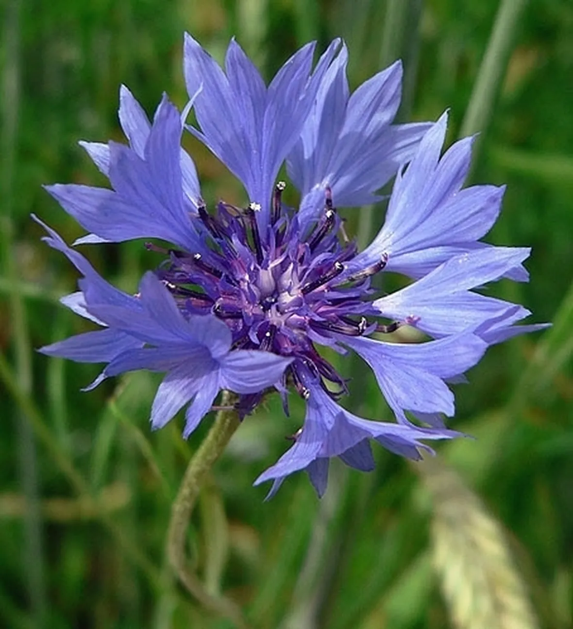 Fiordaliso