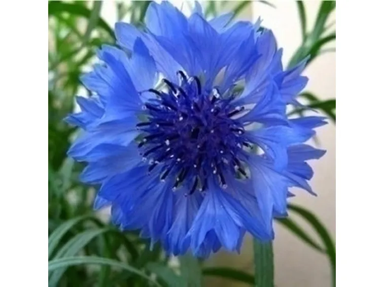 Fiordaliso