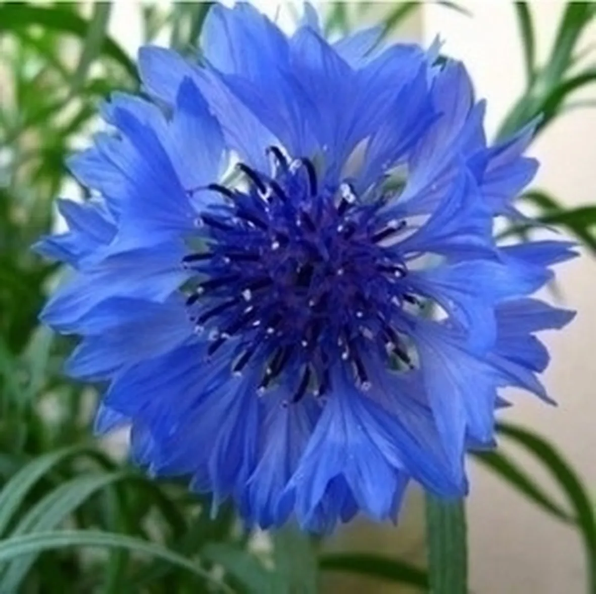 Fiordaliso