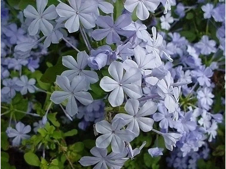 FIORI AZZURRI: LA PLUMBAGO LARPENTAE