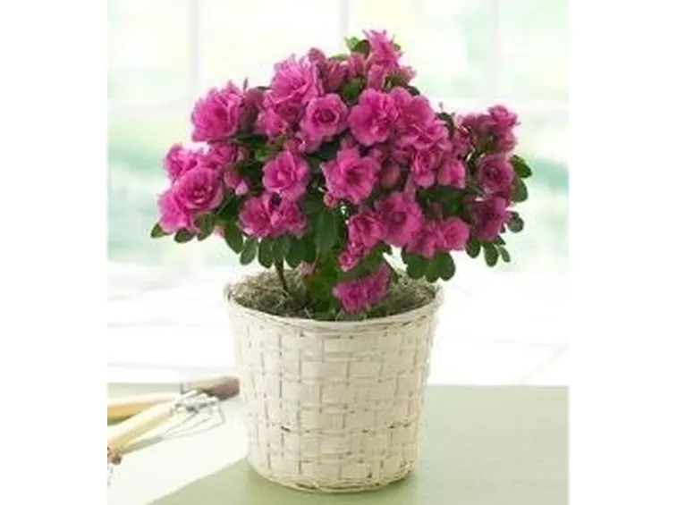 Fiori gerani 