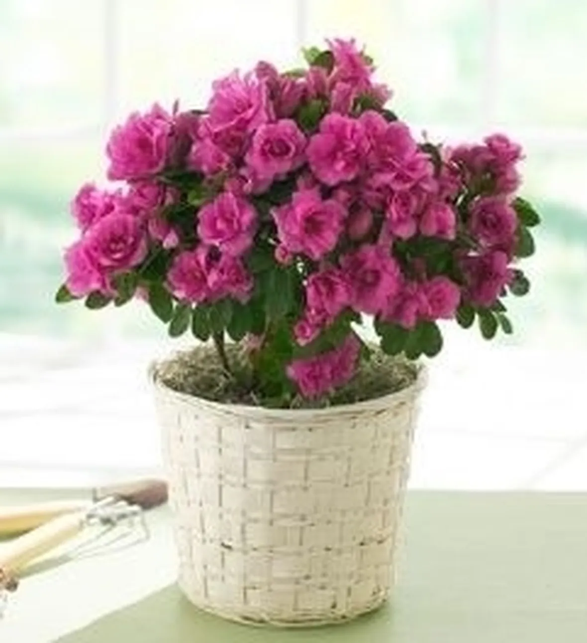 Fiori gerani 