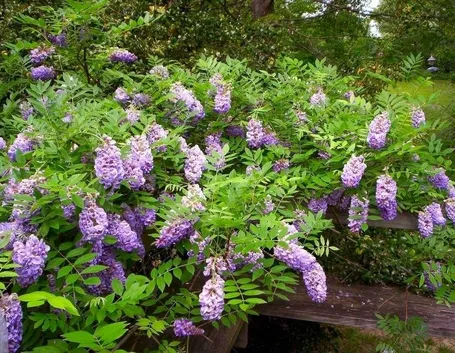 Fiori glicine 