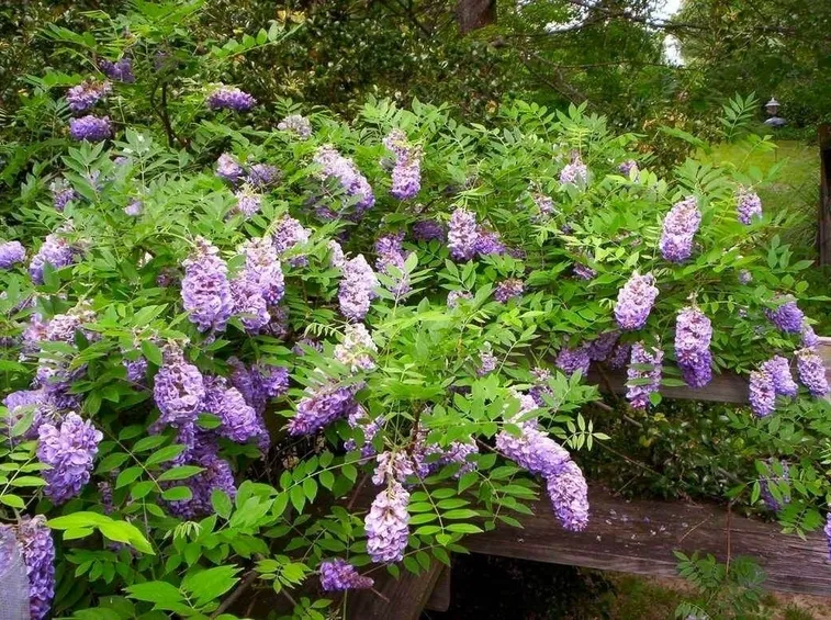 Fiori glicine 
