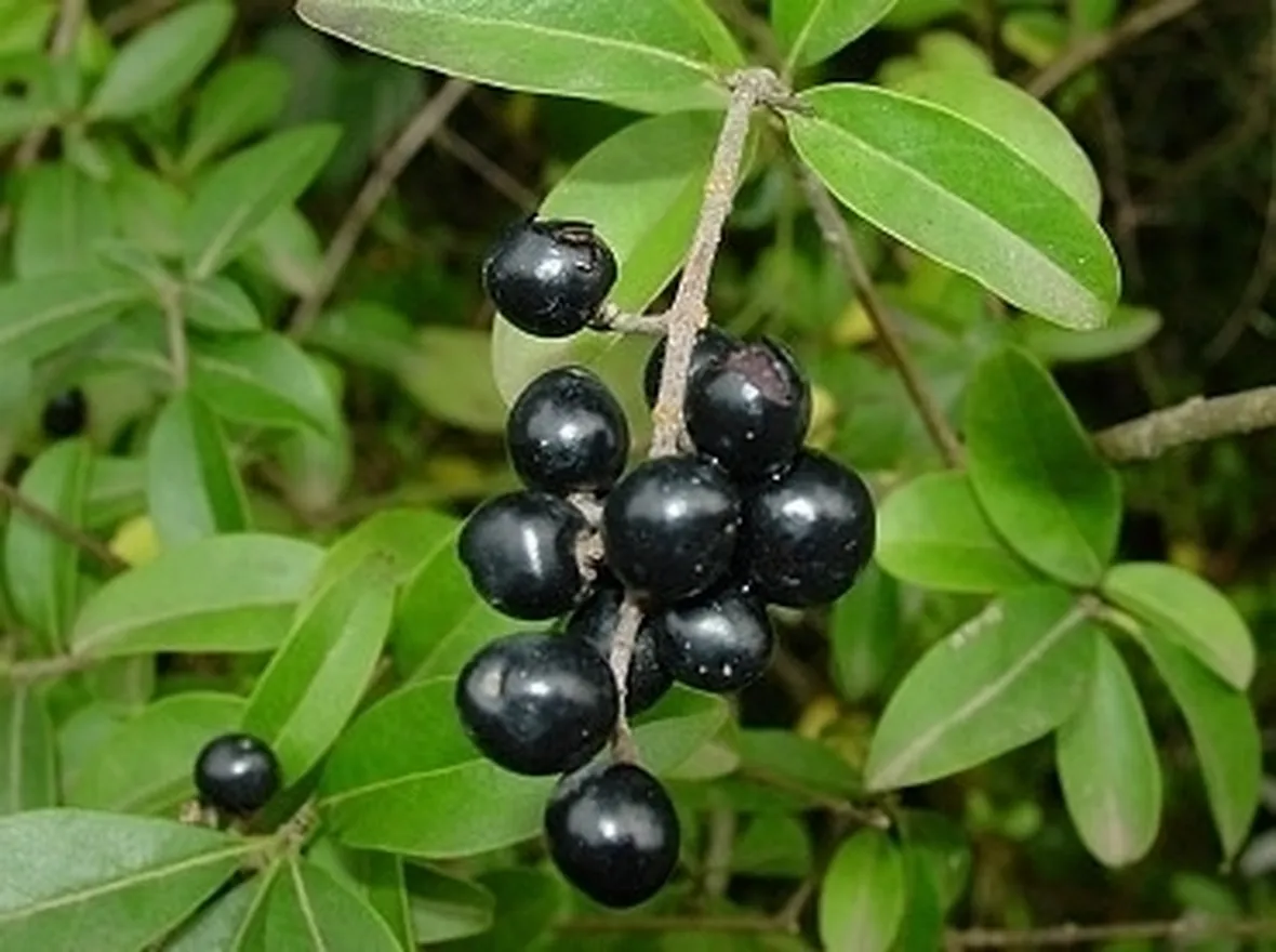 Fiori ligustro