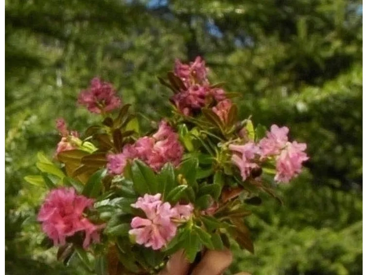 FIORI ROSA: COLTIVAZIONE RODODENDRO